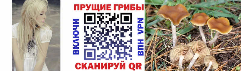 Галлюциногенные грибы мицелий  mega как войти  Мглин 